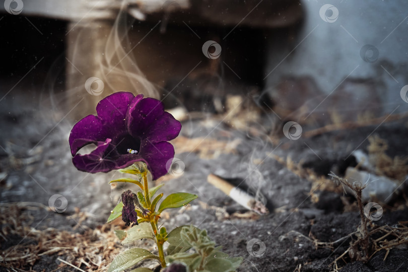 Скачать Одинокий пурпурный цветок петунии растет из-под потрескавшегося асвальта возле дома, цветок окутывает дым от тлеющего неподалеку окурка. Концепция охраны окружающей среды фотосток Ozero