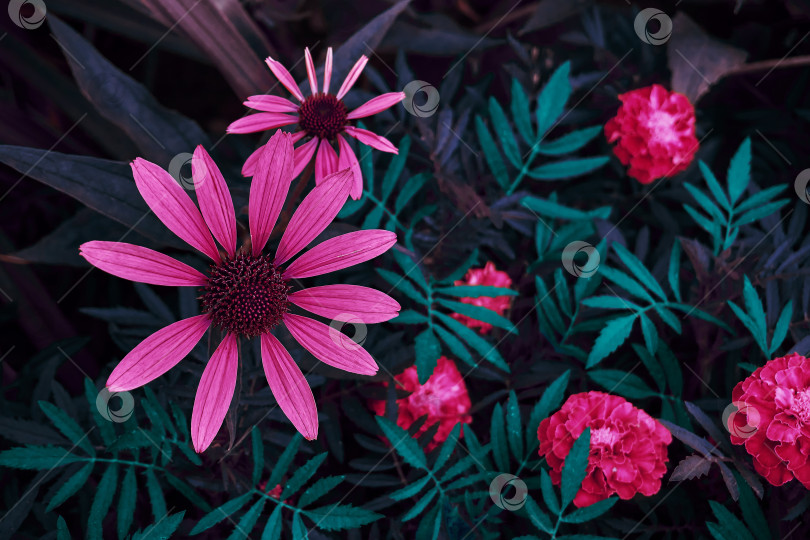 Скачать Фтористые цветы, цветы рудбекии, неоновые цвета. концепция природы фотосток Ozero