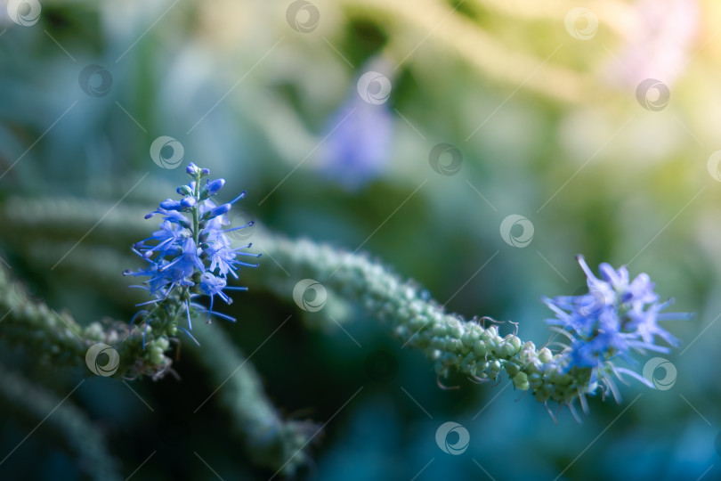 Скачать Вероника колосовидная, цветок во время цветения, семейство подорожниковых, мягкий избирательный фокус фотосток Ozero