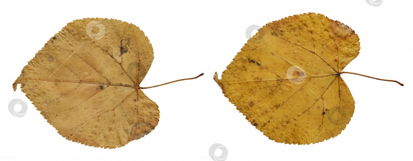 Скачать Листья липы ярко-красного цвета на белом изолированном фоне. Один и тот же лист с обеих сторон. Изолированная текстура крупным планом фотосток Ozero