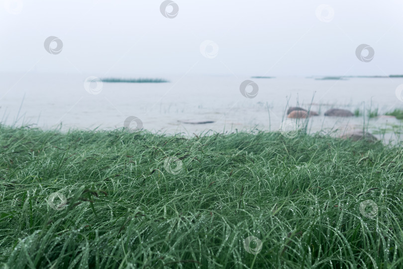 Скачать морская трава на берегу залива в тумане в дождливую погоду фотосток Ozero