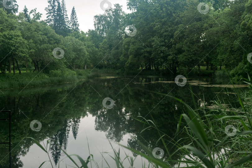 Скачать Озеро в парке. Красивый летний пейзаж с водой и деревьями. фотосток Ozero