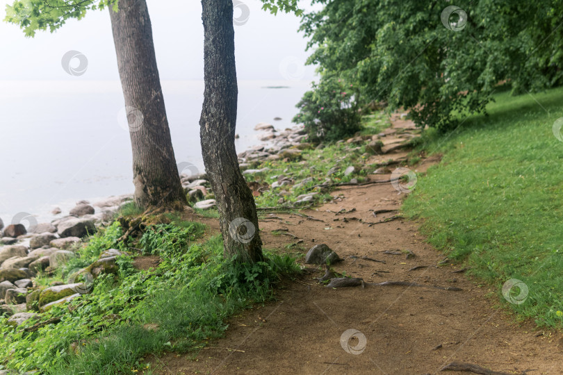 Скачать тропинка по лесистому морскому побережью в пасмурную погоду фотосток Ozero