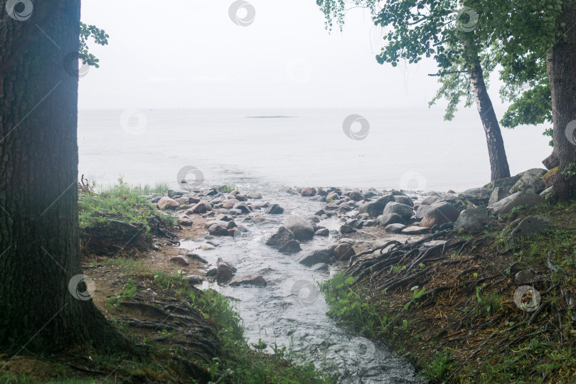 Скачать лесная река впадает в море в летний туманный день. фотосток Ozero