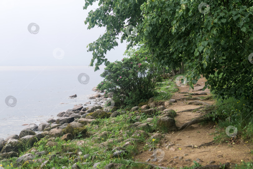 Скачать тропинка по лесистому морскому побережью в пасмурную погоду фотосток Ozero