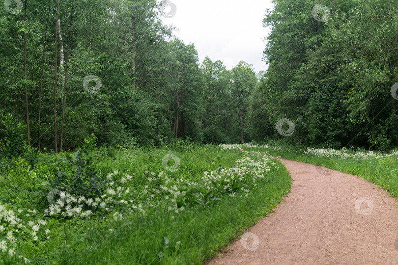 Скачать Тропинка в летнем лесу. Пейзаж с зелеными деревьями и травой. фотосток Ozero