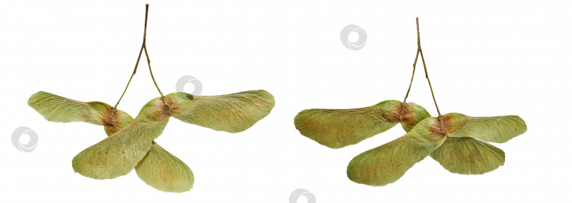 Скачать Семена клена, крылатые семена на белом изолированном фоне. Двусторонний вид семян зеленого клена фотосток Ozero