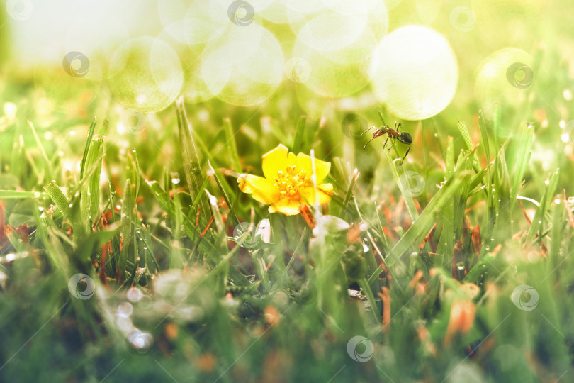 Скачать Солнечная летняя поляна с зеленой травой, муравей сидит на травинке и смотрит на желтый цветок. НА заднем плане боке. Мягкий селективный селективный фокус фотосток Ozero