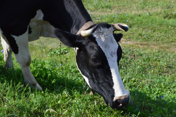 [object Object] undefined