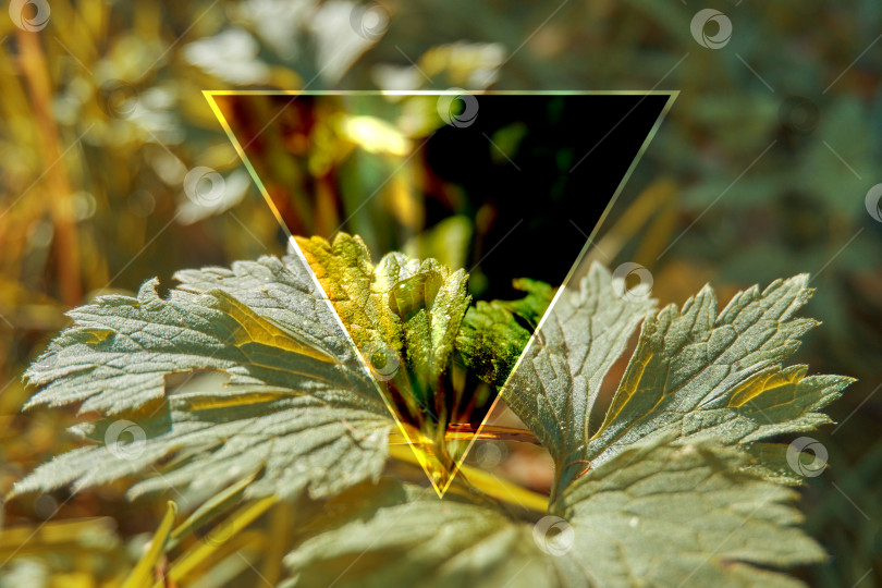 Скачать Зеленые листья в лесу, на листьях есть прозрачный треугольный кристалл. Фон абстракции. Мягкий селективный селективный фокус фотосток Ozero