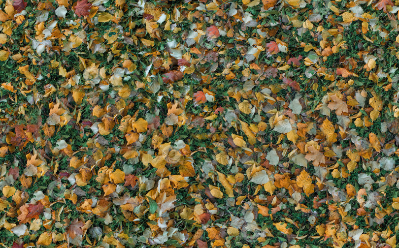 Скачать Бесшовная текстура осенних листьев и зеленого газона. Разные листья, опавшие с деревьев, бесшовный фон фотосток Ozero