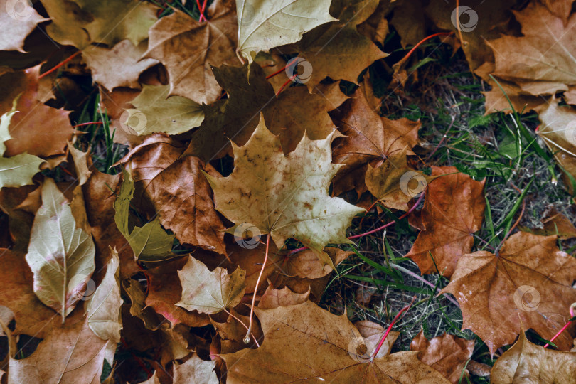 Скачать Осенние листья на зеленой траве коричневого цвета. Мягкий селективный селективный фокус. Листопад в осенний период времени фотосток Ozero