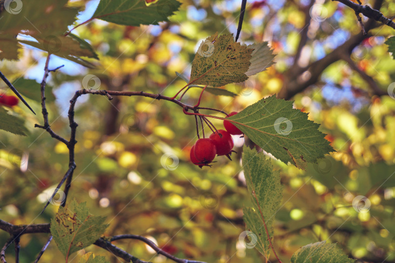 Скачать Боярышниковое дерево, с ветвей боярышника свисают красные спелые ягоды. Крупный план ягод, мягкий селективный фокус. Полезные свойства боярышника фотосток Ozero