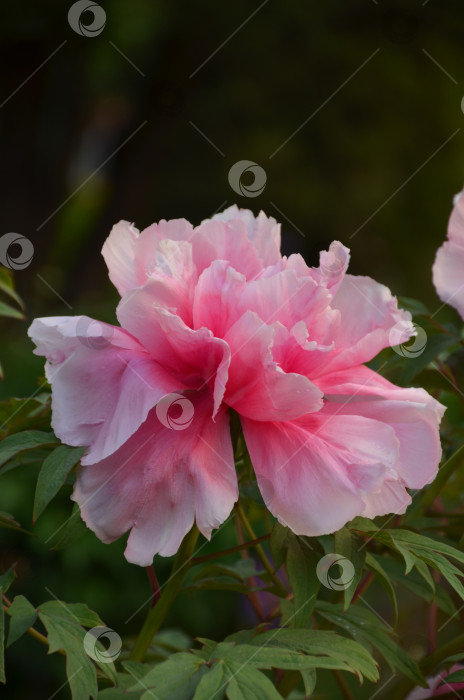 Скачать Крупный розовый цветок пиона (лат. Paeonia) фотосток Ozero