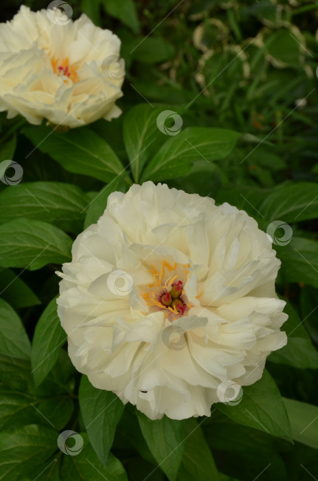 Скачать Крупный белый цветок пиона (лат. Paeonia) с маленькой букашкой на лепестке фотосток Ozero