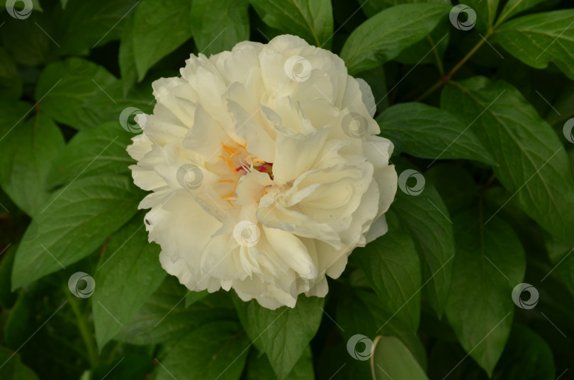 Скачать Крупный белый цветок пиона (лат. Paeonia) фотосток Ozero