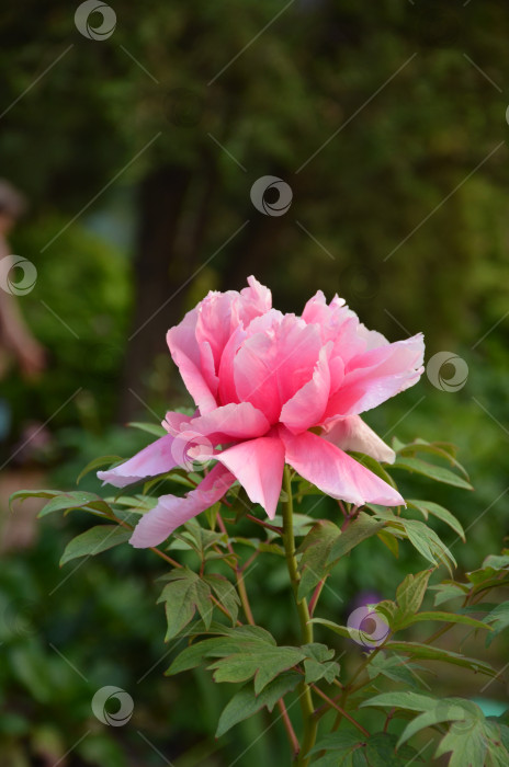 Скачать Крупный розовый цветок пиона (лат. Paeonia) фотосток Ozero