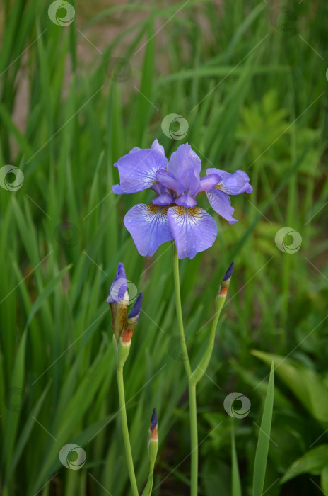 Скачать Ирис сибирский или Касатик сибирский (лат. Iris sibirica) нежного сиреневого цвета крупным планом фотосток Ozero