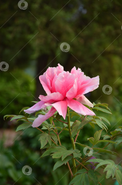 Скачать Крупный розовый цветок пиона (лат. Paeonia) фотосток Ozero