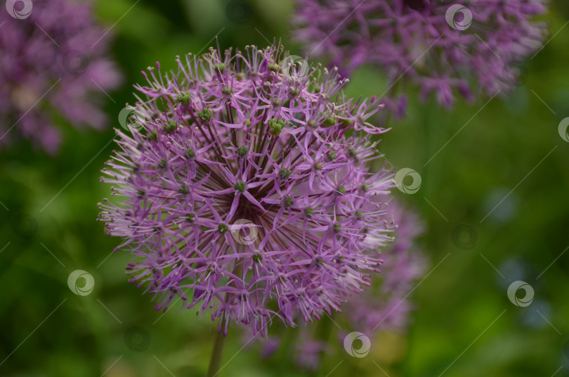 Скачать Фиолетовый цветок лука декоративного (лат. Allium) крупным планом фотосток Ozero