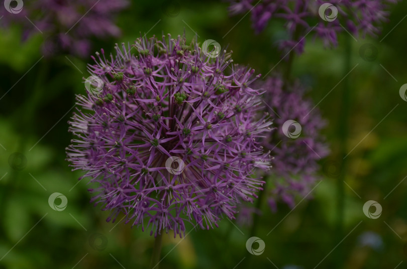 Скачать Фиолетовый цветок лука декоративного (лат. Allium) крупным планом фотосток Ozero