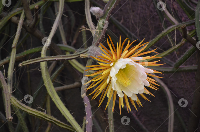 Скачать Цветение Селеницереус крупноцветковый (лат. Selenicereus grandiflorus, царица ночи грандифлора, семейство кактусовых) в Ботаническом саду Петра Великого, Санкт-Петербург фотосток Ozero