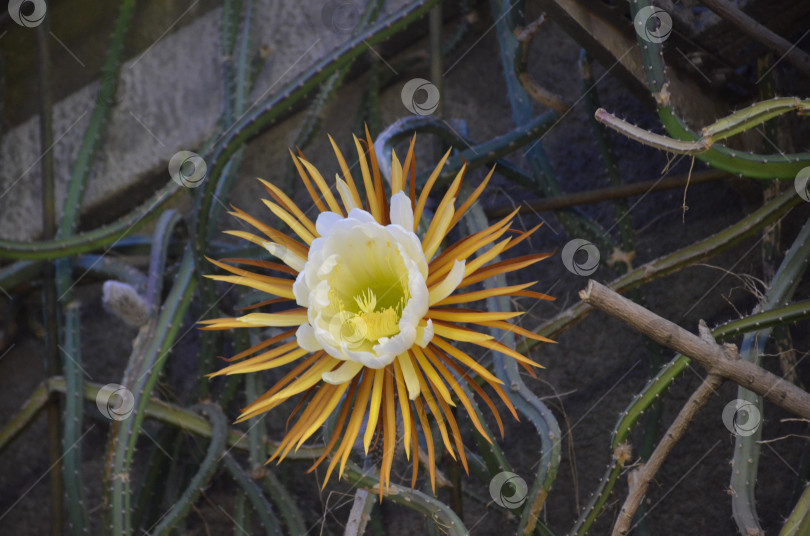 Скачать Цветение Селеницереус крупноцветковый (лат. Selenicereus grandiflorus, царица ночи грандифлора, семейство кактусовых) в Ботаническом саду Петра Великого, Санкт-Петербург фотосток Ozero