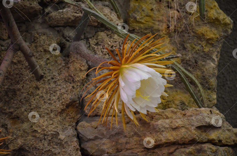 Скачать Цветение Селеницереус крупноцветковый (лат. Selenicereus grandiflorus, царица ночи грандифлора, семейство кактусовых) в Ботаническом саду Петра Великого, Санкт-Петербург фотосток Ozero