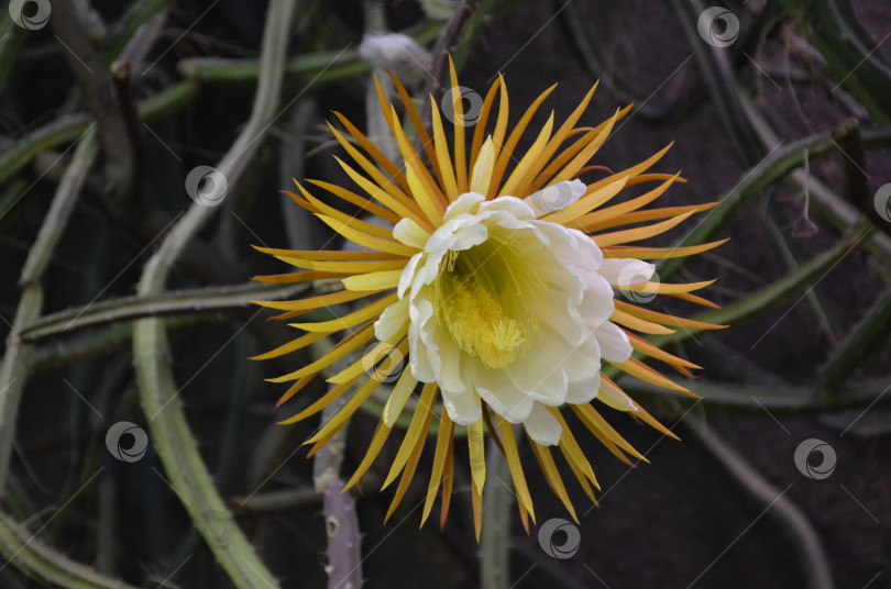 Скачать Цветение Селеницереус крупноцветковый (лат. Selenicereus grandiflorus, царица ночи грандифлора, семейство кактусовых) в Ботаническом саду Петра Великого, Санкт-Петербург фотосток Ozero