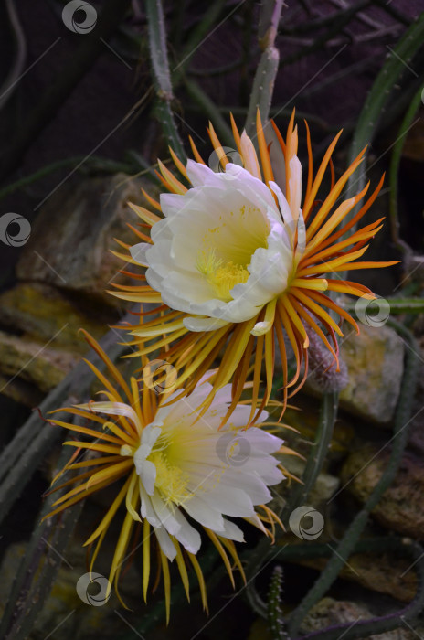 Скачать Цветение Селеницереус крупноцветковый (лат. Selenicereus grandiflorus, царица ночи грандифлора, семейство кактусовых) в Ботаническом саду Петра Великого, Санкт-Петербург фотосток Ozero