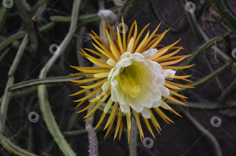 Скачать Цветение Селеницереус крупноцветковый (лат. Selenicereus grandiflorus, хариха ночей грандилора, часть кактусовых) в Ботаническом саду Петра Великого, Санктпетербург фотосток Ozero