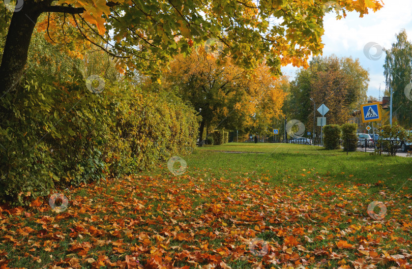 Скачать Желтые и оранжевые листья лежат на зеленой траве, предвещая непогоду. Осенний парк для прогулок на свежем воздухе, осень фотосток Ozero