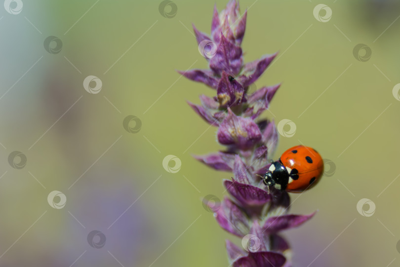 Скачать Божьи коровки, или кокцинеллиды (лат. Coccinellidae), - это семейство жуков. фотосток Ozero