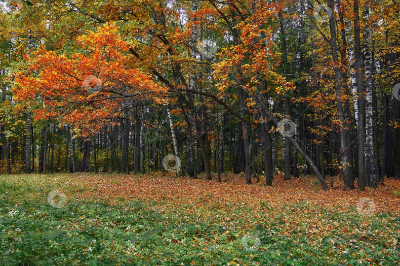 Скачать Осень в лесу, желтые и оранжевые листья на земле. Времена года осень. Место для прогулок и отдыха, парк. Березовый и хвойный лес фотосток Ozero