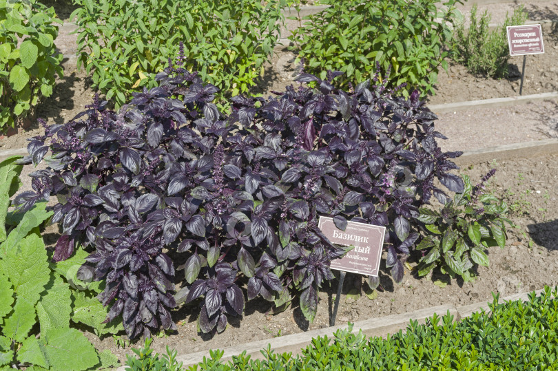 Скачать Базилик сладкий (лат. Ocimum basilicum) на грядке с лекарственными растениями. фотосток Ozero