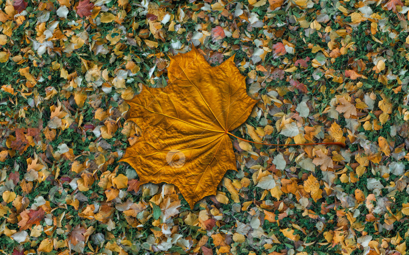 Скачать Осенний бесшовный фон с кленовым листом, текстурой, зеленой лужайкой и различными разноцветными листьями. Бесшовная текстура фотосток Ozero
