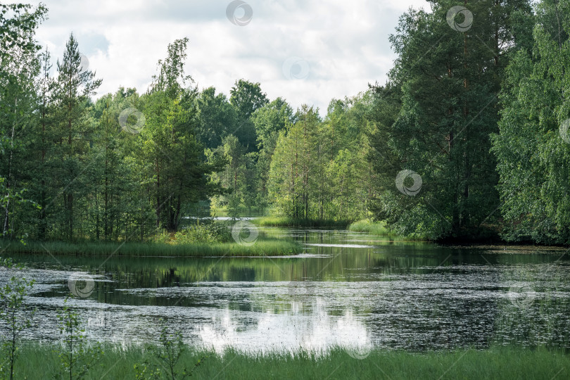 Скачать Лесное озеро летом с отражением деревьев и облаков в воде. фотосток Ozero