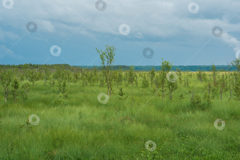 Скачать торфяно-болотный пейзаж с небольшими березками фотосток Ozero