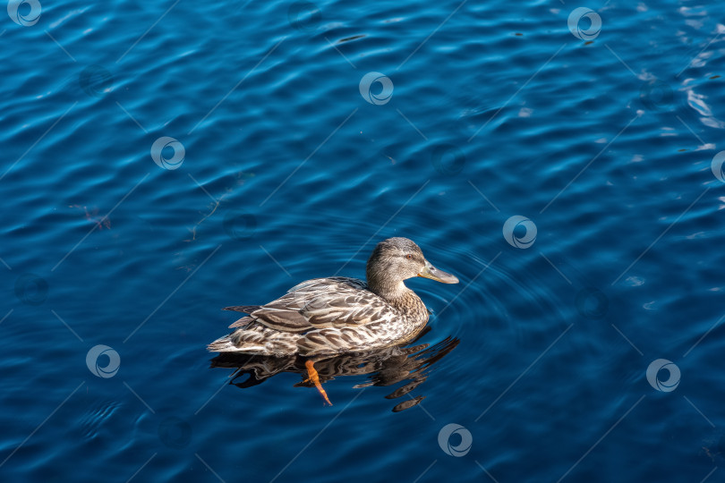 Скачать Утка-кряква плавает в озере на фоне голубой воды. фотосток Ozero