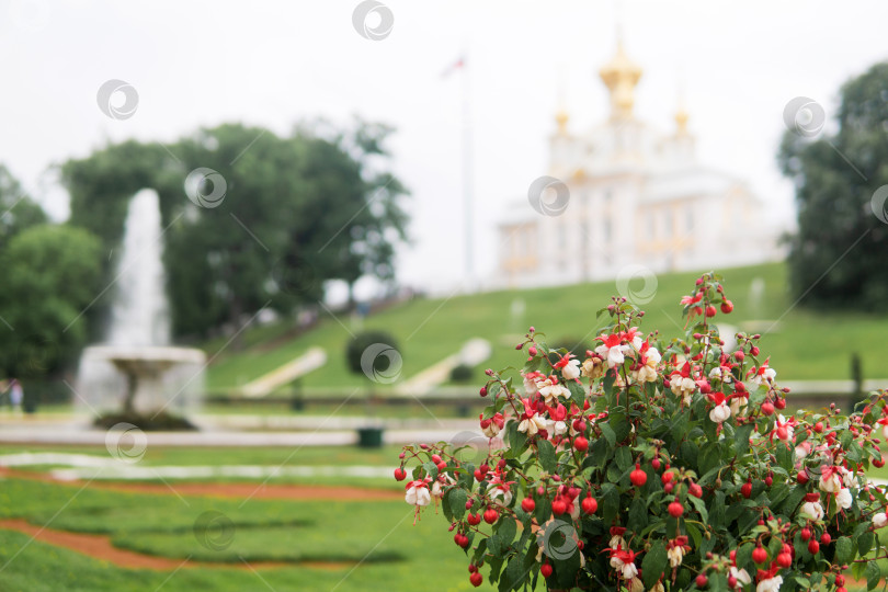 Скачать Цветок фуксии на фоне Петергофского парка. Выборочный фокус. фотосток Ozero