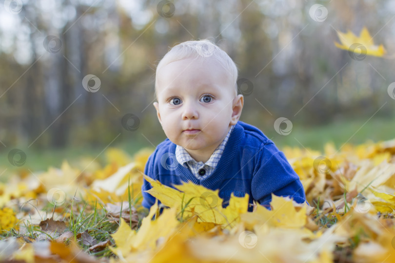 Скачать Счастливый малыш в осеннем парке на желтых кленовых листьях фотосток Ozero