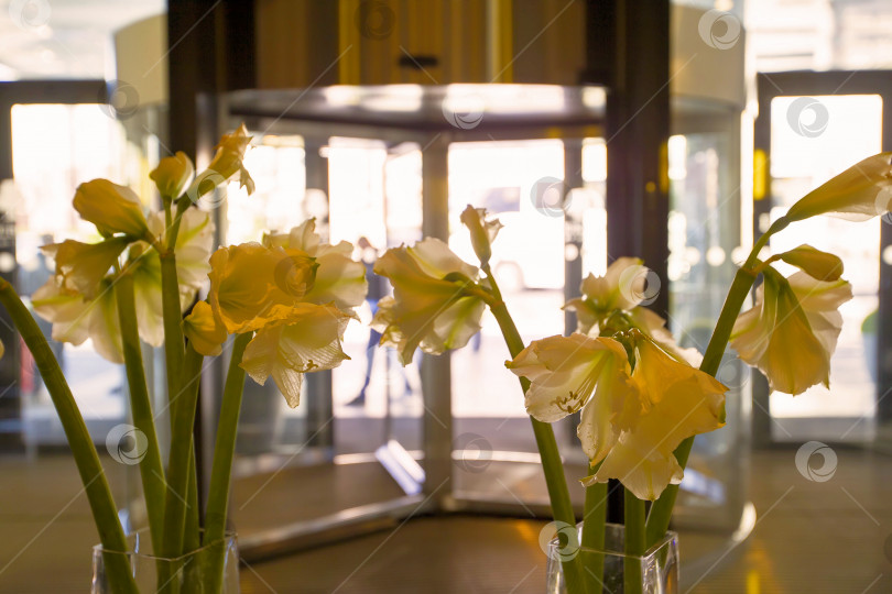 Скачать Ваза с желтыми гладиолусами на фоне стеклянных дверей. Вестибюль общественной зоны. фотосток Ozero