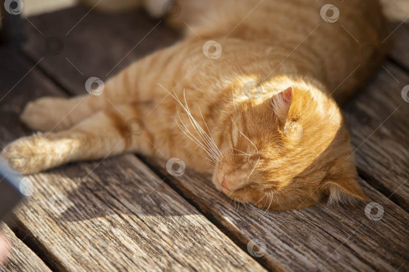 Скачать Рыжий уличный кот спит на деревянной скамейке на солнышке. фотосток Ozero