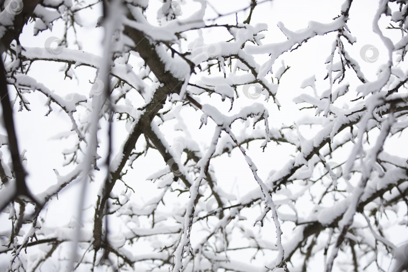 Скачать Много ветвей деревьев в зимнем снегу. Зимний фон. фотосток Ozero