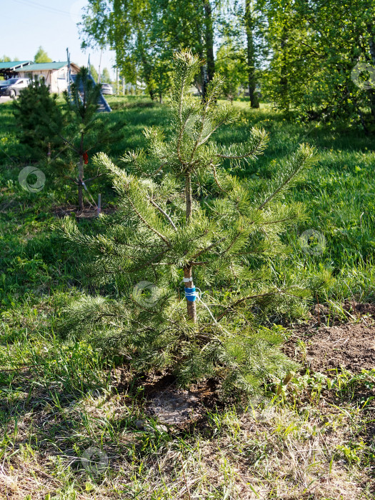 Скачать На опушке леса посажена молодая рождественская елка фотосток Ozero