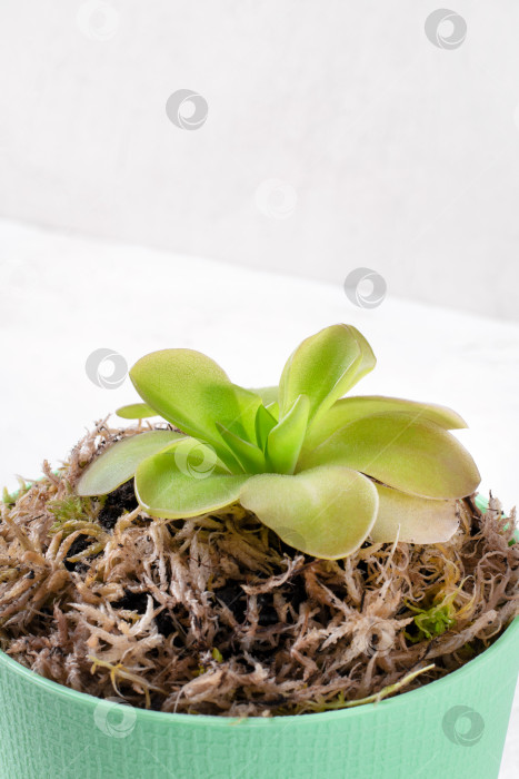 Скачать Маслята, или пингвикула, плотоядное растение, в зеленом горшке со сфагновым мхом на белом фоне. фотосток Ozero