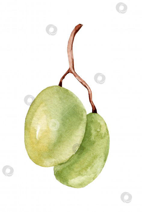 Скачать Акварельное изображение грозди зеленого винограда фотосток Ozero