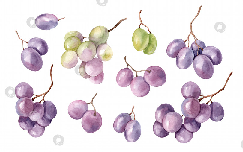 Скачать Акварельное изображение грозди зеленого винограда фотосток Ozero