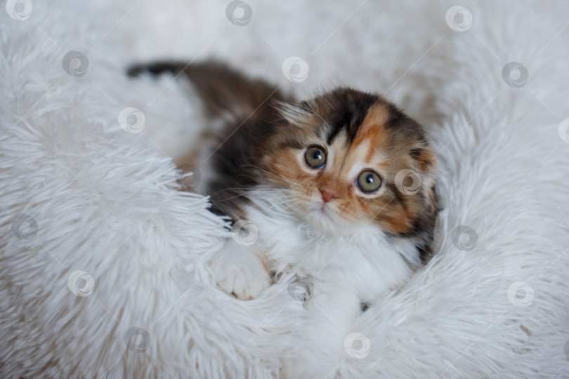 Скачать Симпатичный трехцветный шотландский котенок породы хигленд фолд. фотосток Ozero