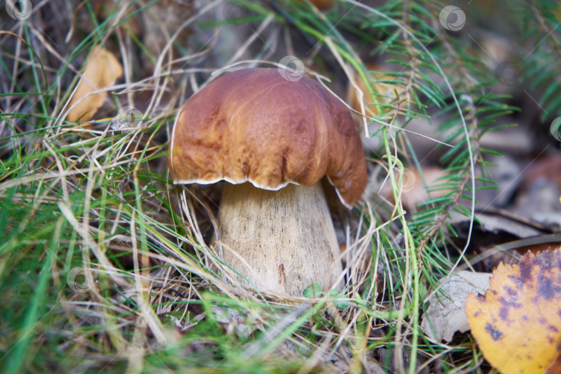 Скачать Красивый гриб прячется осенью в размытой листве. фотосток Ozero